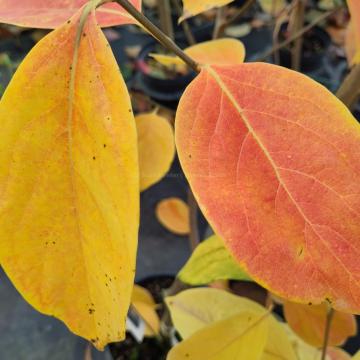 Diospyros kaki Nikitas Gift'