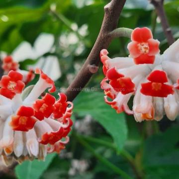 Edgeworthia chrysantha 'Red Dragon'