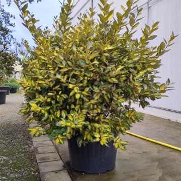Elaeagnus ebbingei 'Limelight' (x)