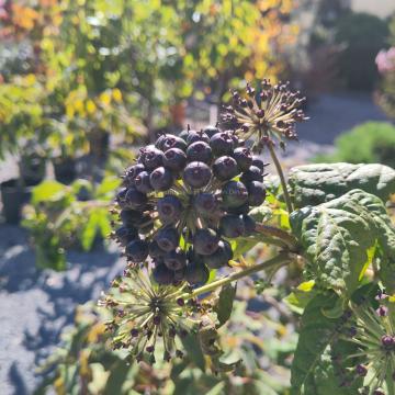 Eleutherococcus henryi