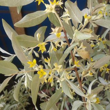 Elaeagnus 'Quick Silver'