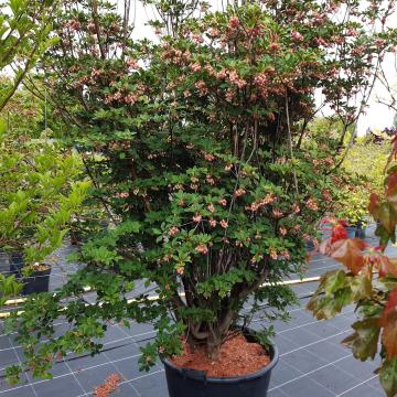 Enkianthus campanulatus-ball