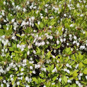 Enkianthus perulatus-ball