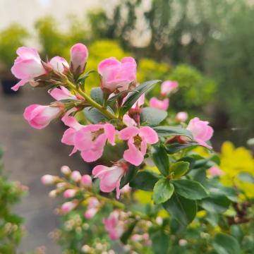 Escallonia 'Apple Blossom'