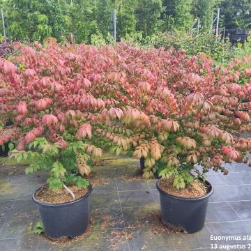 Euonymus alatus 'Compactus'
