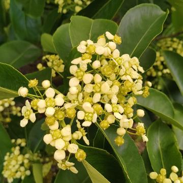 Euonymus carnosus 'Fox Pride'