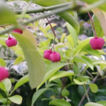 Euonymus hamiltonianus subsp. sieboldianus