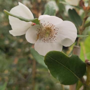 Eucryphia intermedia 'Rostrevor'