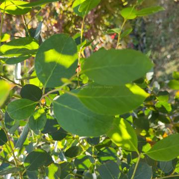 Eucalyptus johnstonii