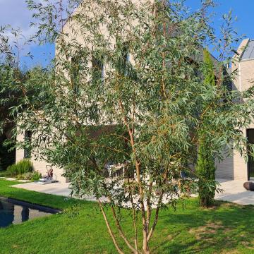 Eucalyptus parvifolia (E. parvula)