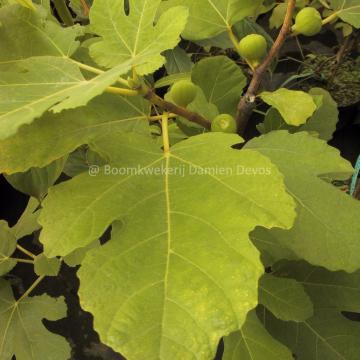 Ficus carica (Nero)