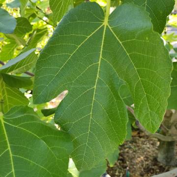 Ficus carica 'Brogiotto Nero'