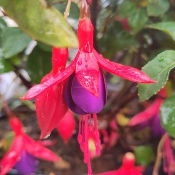 Fuchsia 'Mrs Popple'