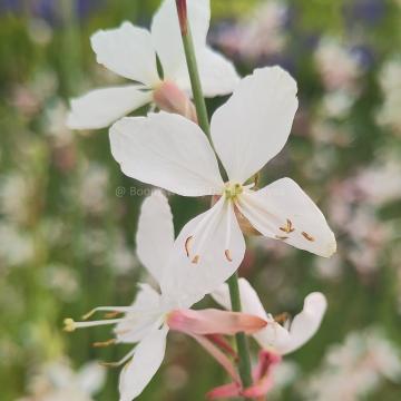 Gaura lindheimeri 'Whirling Butterflies'