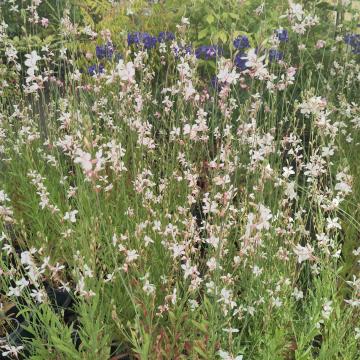 Gaura lindheimeri 'Whirling Butterflies'