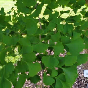 Ginkgo biloba 'Autumn Gold'