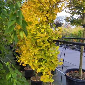 Ginkgo biloba 'Fastigiata Blagon'