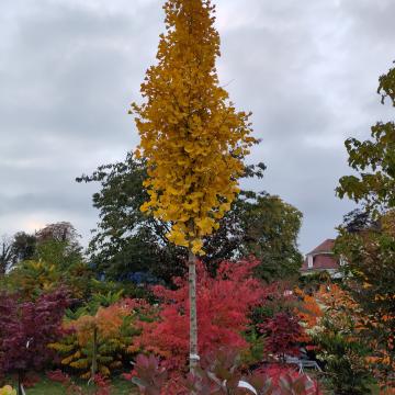 Ginkgo biloba 'Fastiagata Selvans' ®