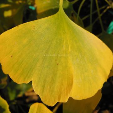 Ginkgo biloba 'Hayanari'