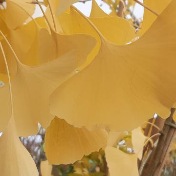 Ginkgo biloba 'Hayanari'