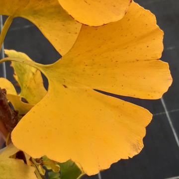 Ginkgo biloba 'High Tower'