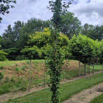 Ginkgo biloba 'Tremonia'