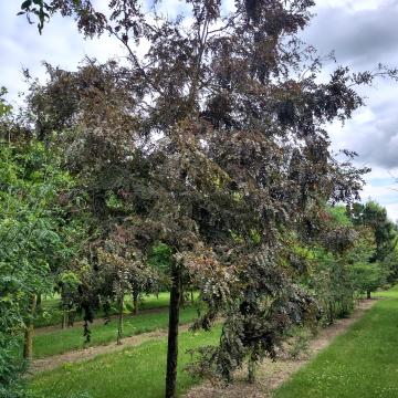 Gleditsia triacanthos 'Rubylace'