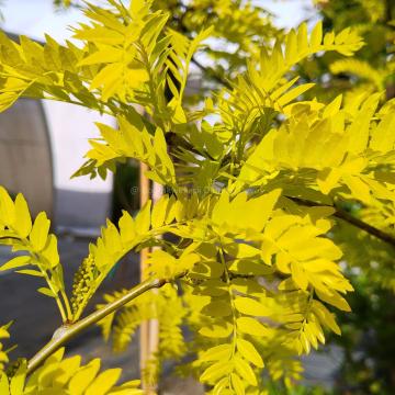 Gleditsia triacanthos 'Sunburst'