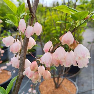 Halesia carolina 'Arnold's Pink'
