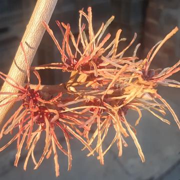 Hamamelis intermedia 'Aurora' (x)