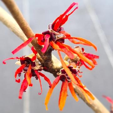 Hamamelis intermedia 'Twilight'