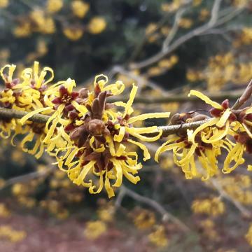 Hamamelis intermedia 'Westerstede' (x)