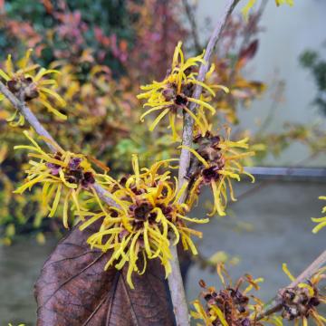 Hamamelis mollis 'Jermyns Gold'