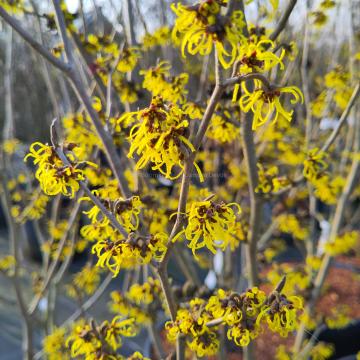Hamamelis mollis