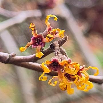 Hamamelis vernalis 'Sandra'