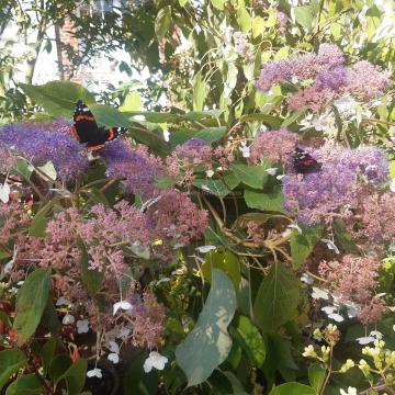 Hydrangea aspera 'Rowallane'
