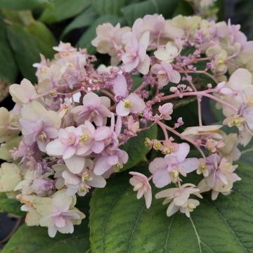Hydrangea involucrata 'Yoraku Tama' (= Toraku Tama)