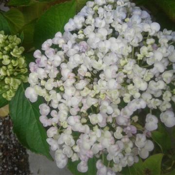 Hydrangea macrophylla 'Ayesha'