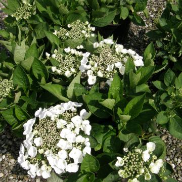 Hydrangea macrophylla 'Libelle' (= 'Teller White')