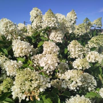 Hydrangea paniculata 'Silver Dollar'