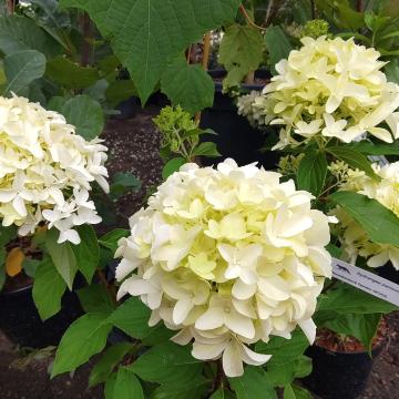 Hydrangea paniculata 'Skyfall' ®