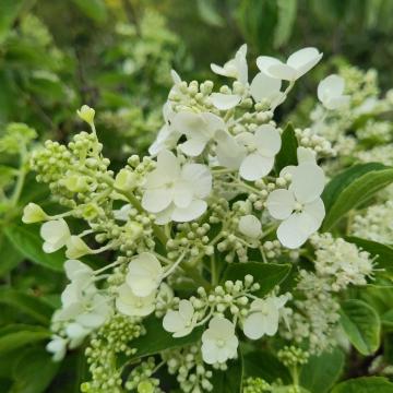 Hydrangea paniculata 'White Lady'