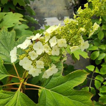 Hydrangea quercifolia 'Back Porch'