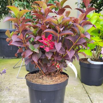 Hydrangea serrata 'Daredevil'