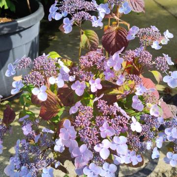 Hydrangea serrata 'Shojo'