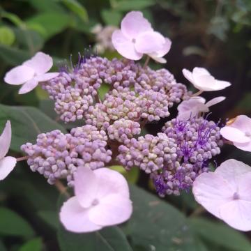 Hydrangea villosa 'Anthony Bullivant'