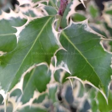 Ilex aquifolium 'Argentea Marginata'