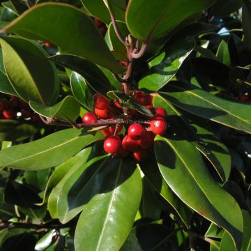 Ilex altaclerensis 'Camelliifolia' (x)