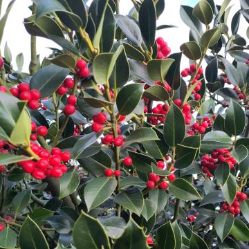 Ilex aquifolium