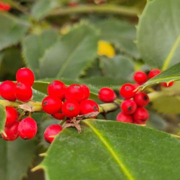 Ilex koehneana 'Chestnut Leaf'